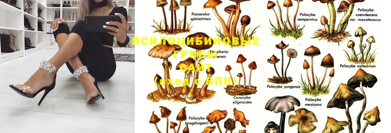 Галлюциногенные грибы Magic Shrooms  Ершов 